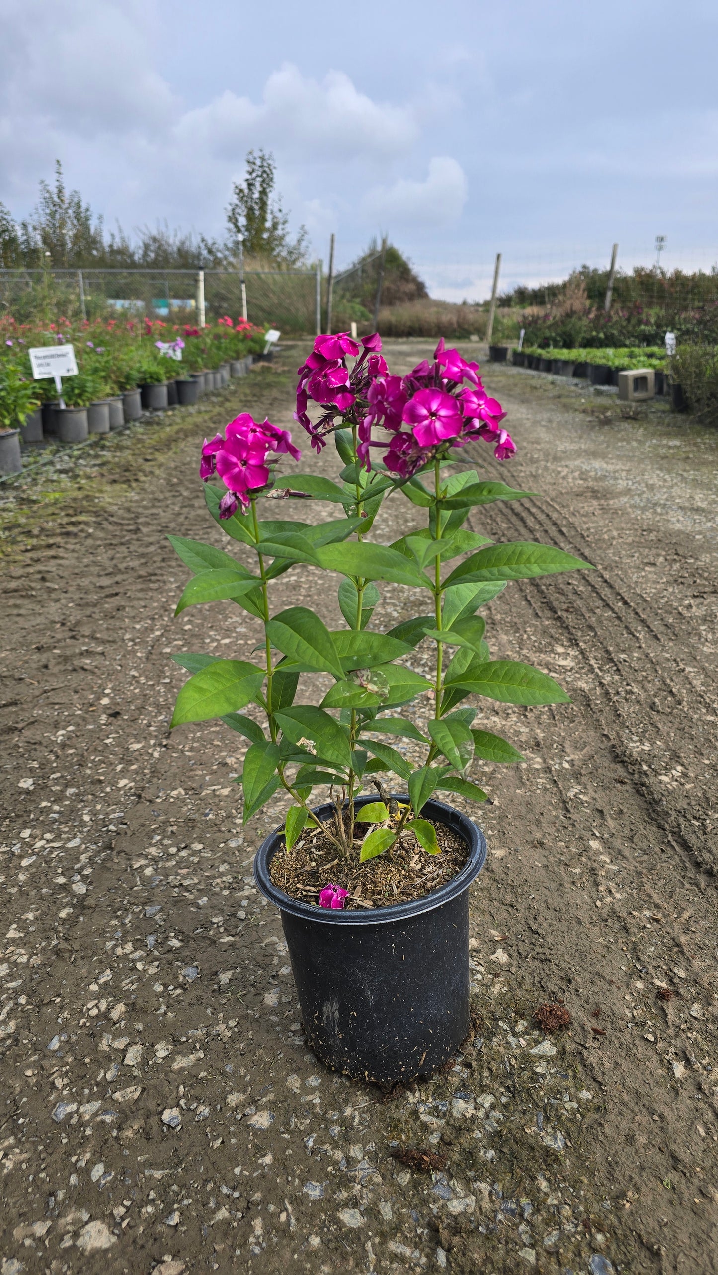 Phlox paniculata Bambini™ Desire ('Versde')