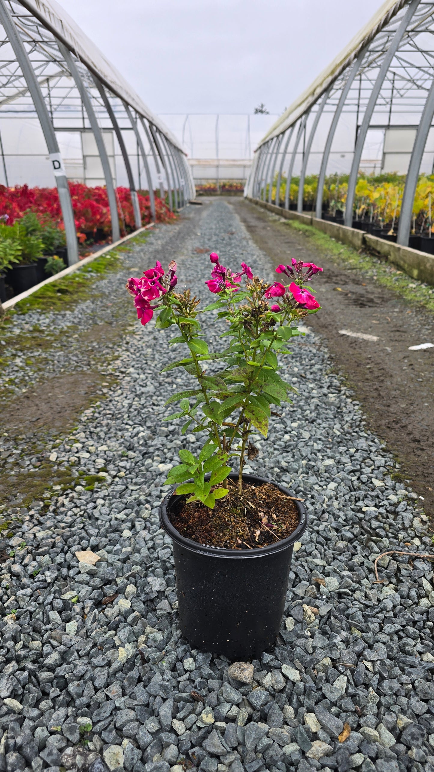 Phlox paniculata Flame™ Red ('Barphflare') PP28646