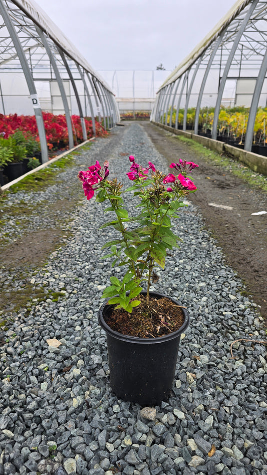 Phlox paniculata Flame™ Red ('Barphflare') PP28646