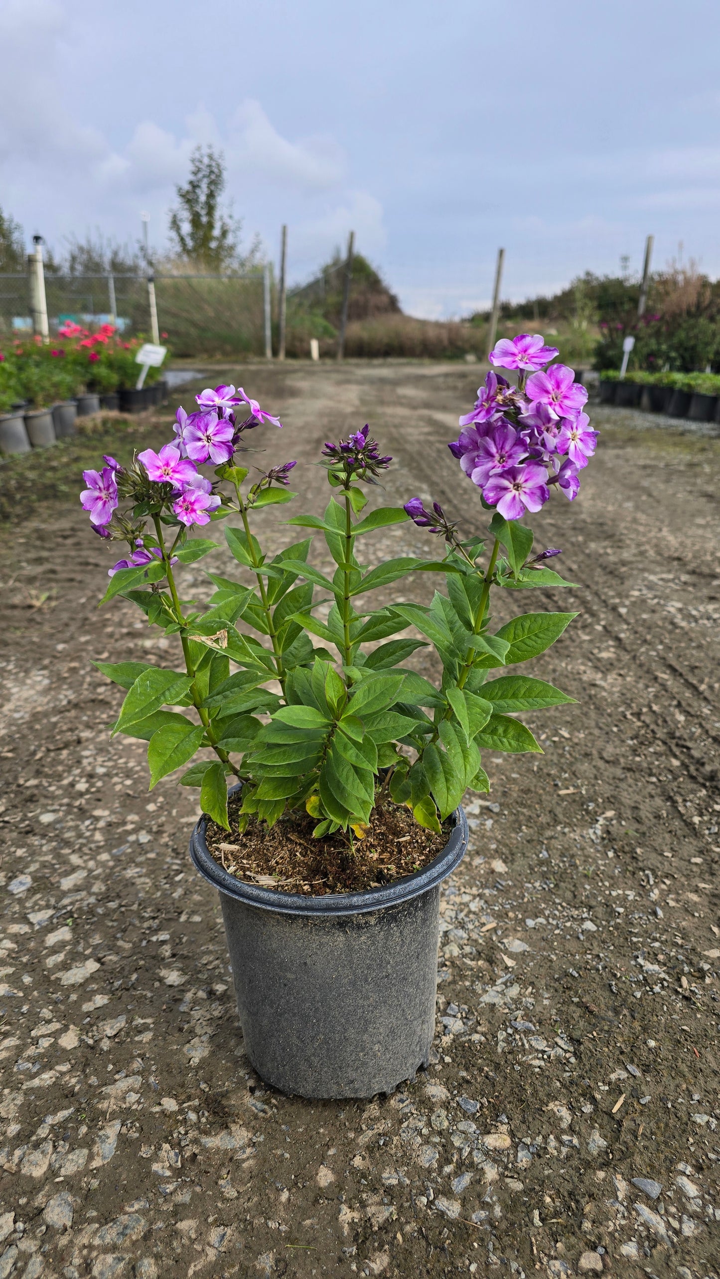 Phlox paniculata Bambini™ Lucky Lilac