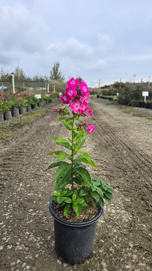 Phlox paniculata Bambini™ Sweet Tart