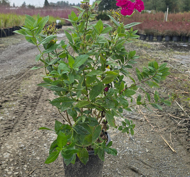 Sweet Tart Garden Phlox