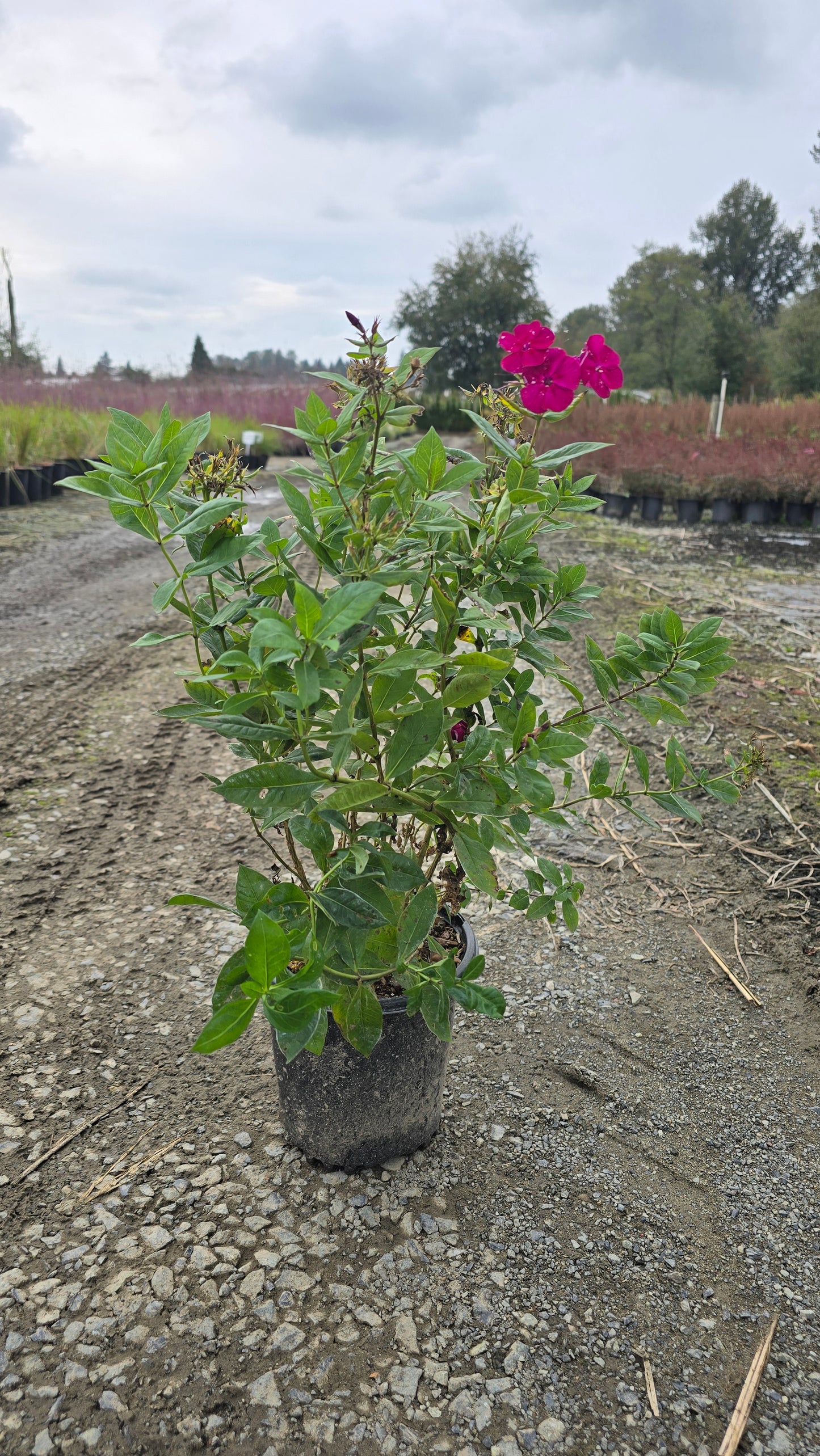 Phlox paniculata Bambini™ Sweet Tart