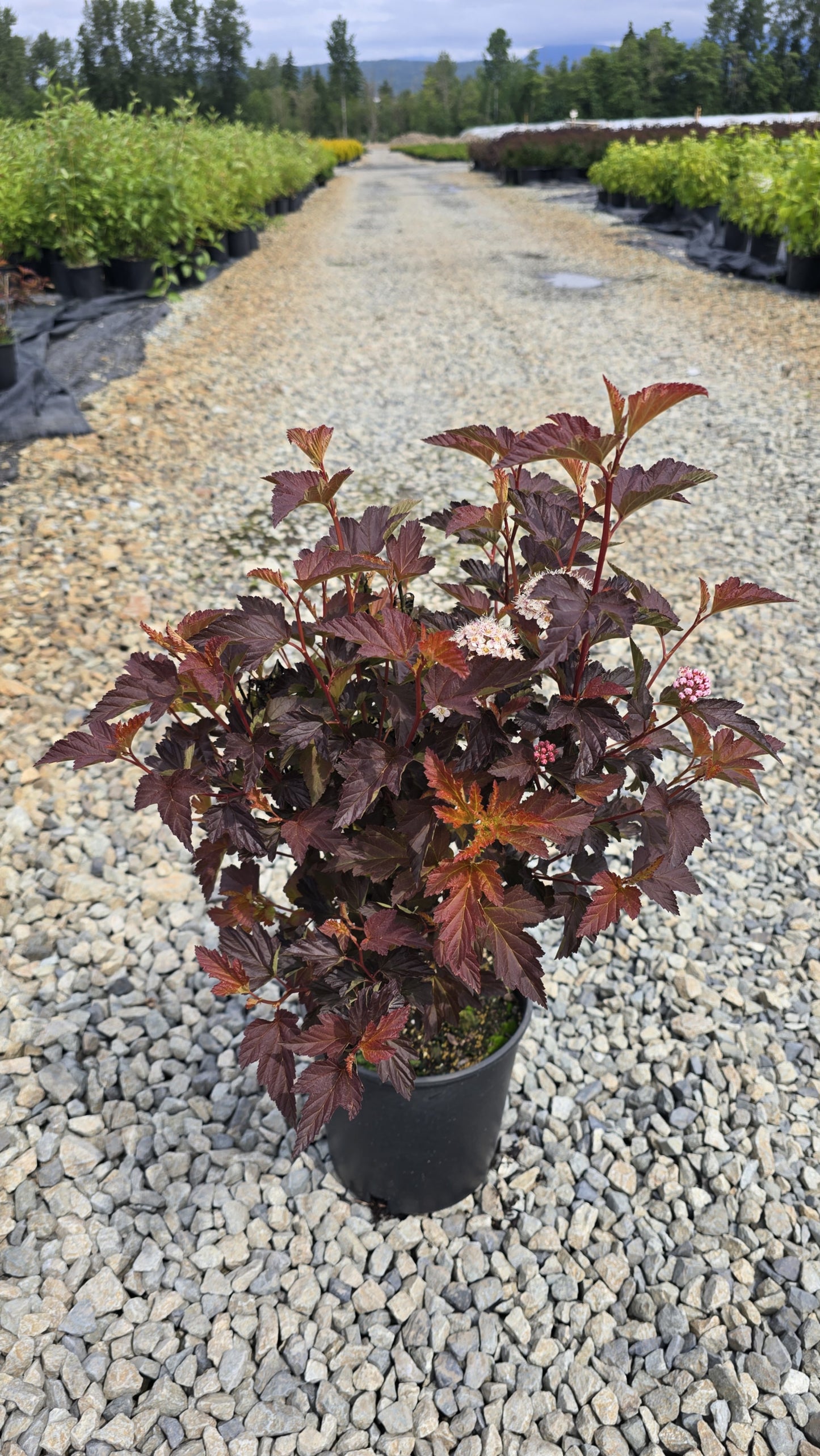 Physocarpus opulifolius Alouette ('Couriphy01') PP28793*