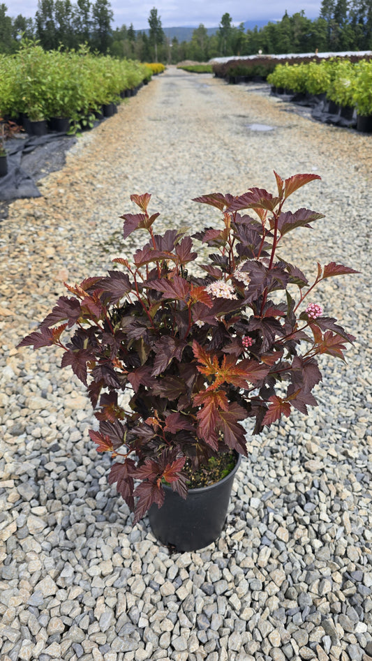 Physocarpus opulifolius Alouette ('Couriphy01') PP28793*