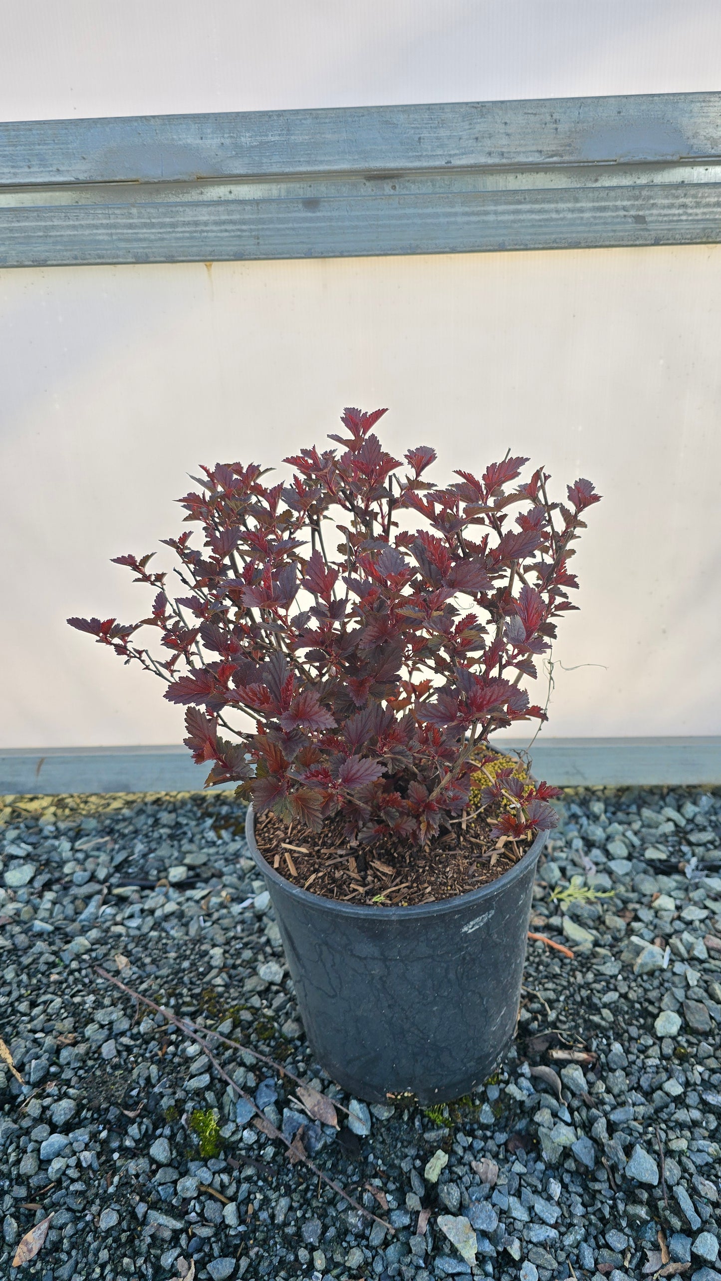 Physocarpus opulifolius Black Jack ('Minall2') PPAF*