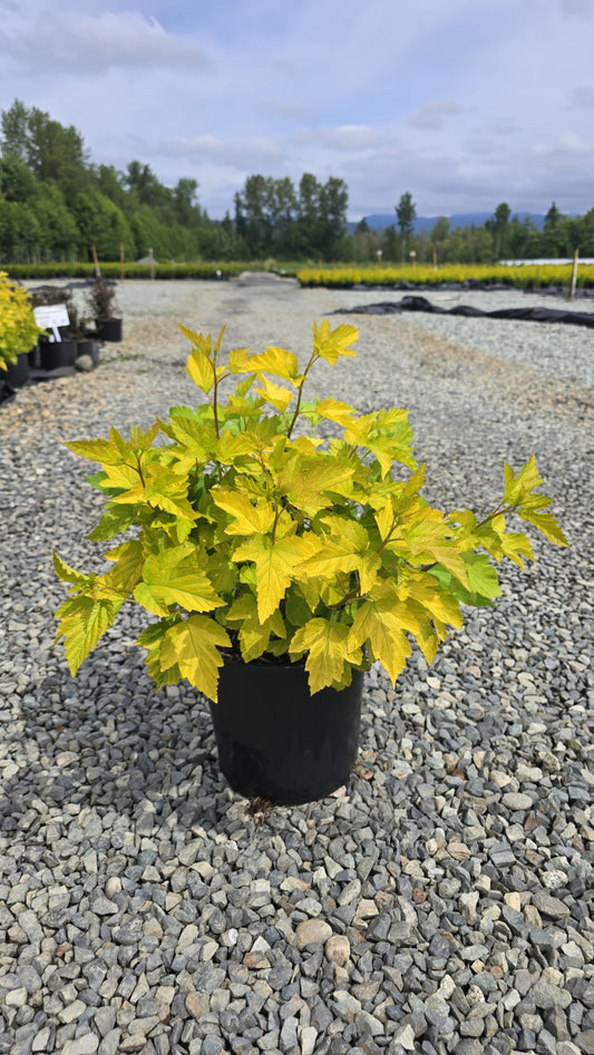 Physocarpus opulifolius 'Dart's Gold'