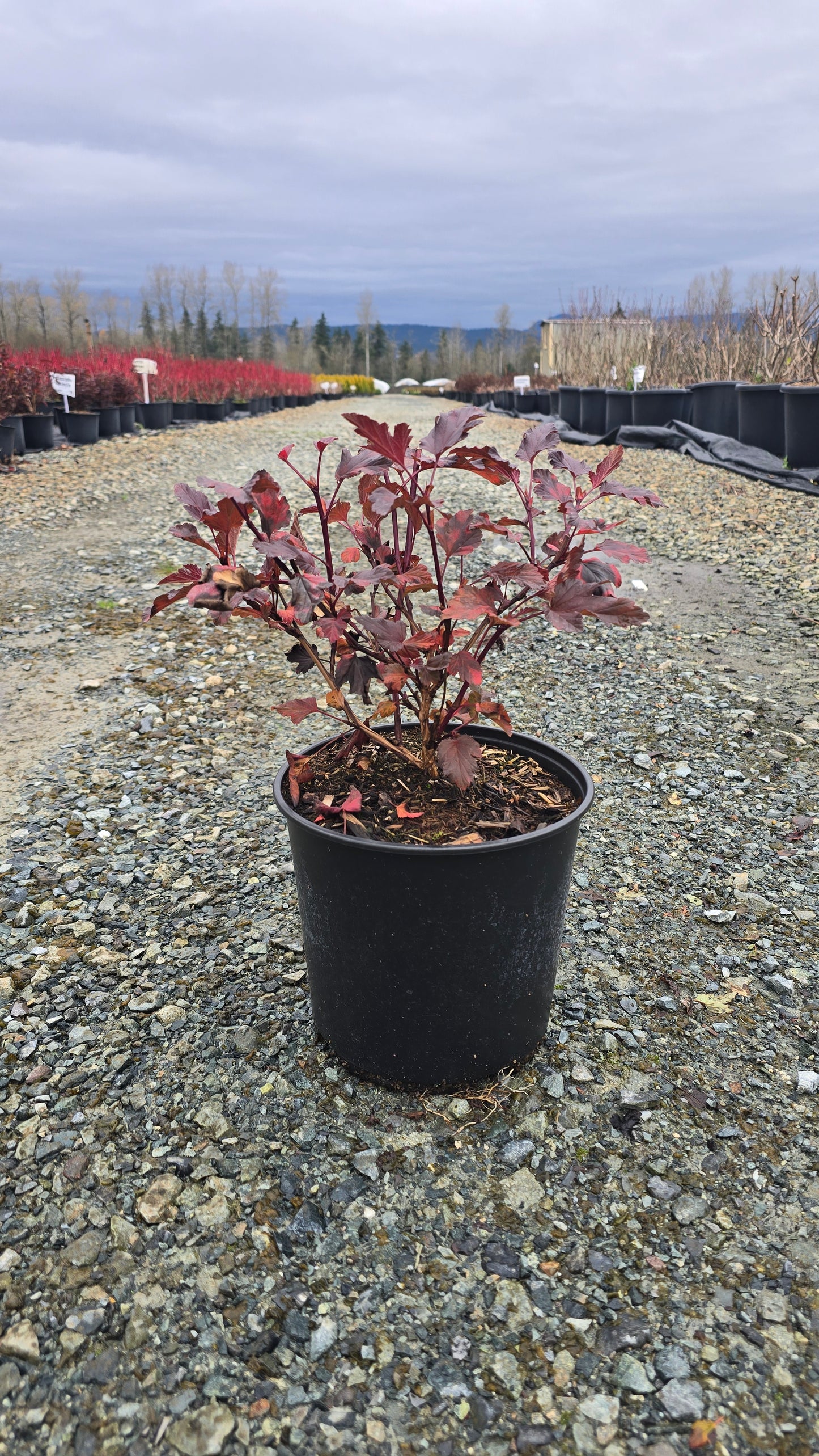 Physocarpus opulifolius 'Diable D'or'
