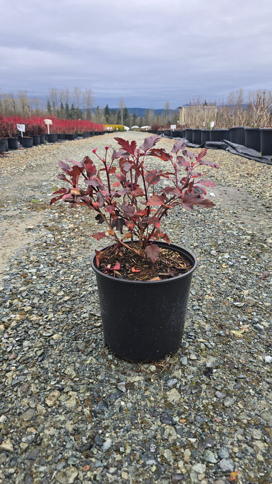 Physocarpus opulifolius 'Diable D'or'