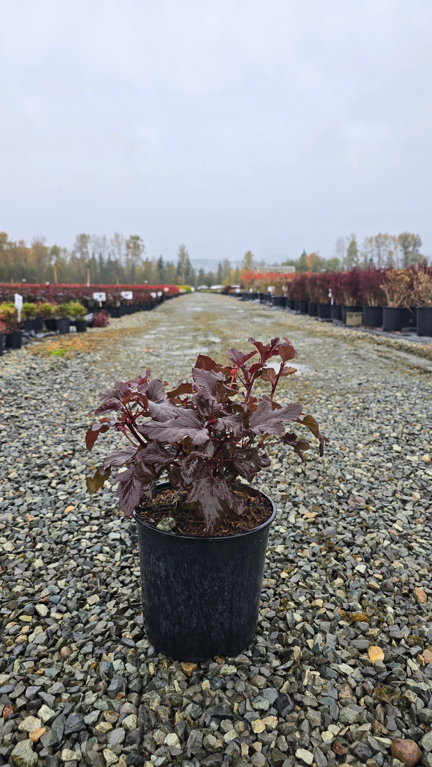 Physocarpus opulifolius 'Lady in Red'