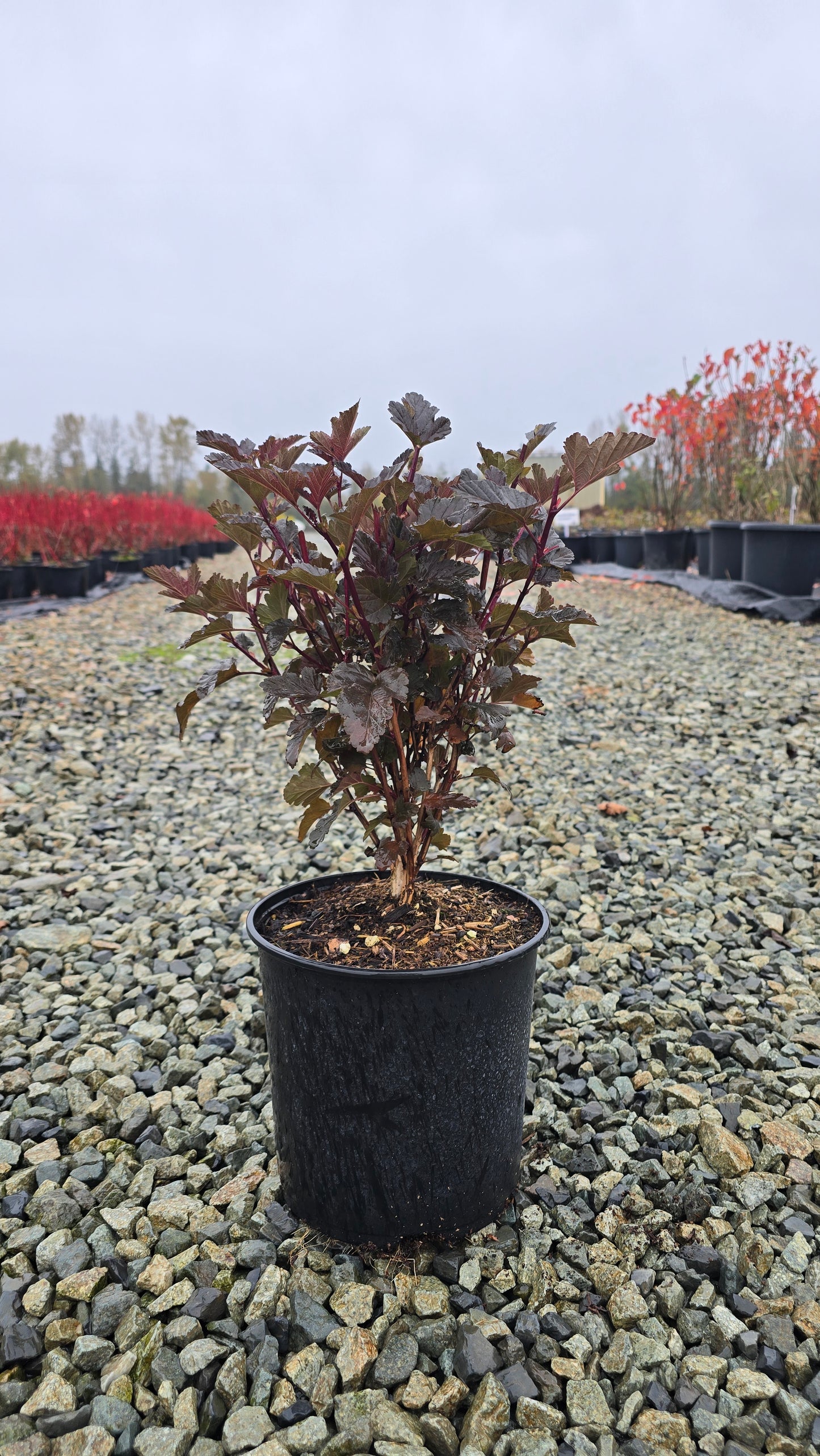 Physocarpus opulifolius 'Red Baron'