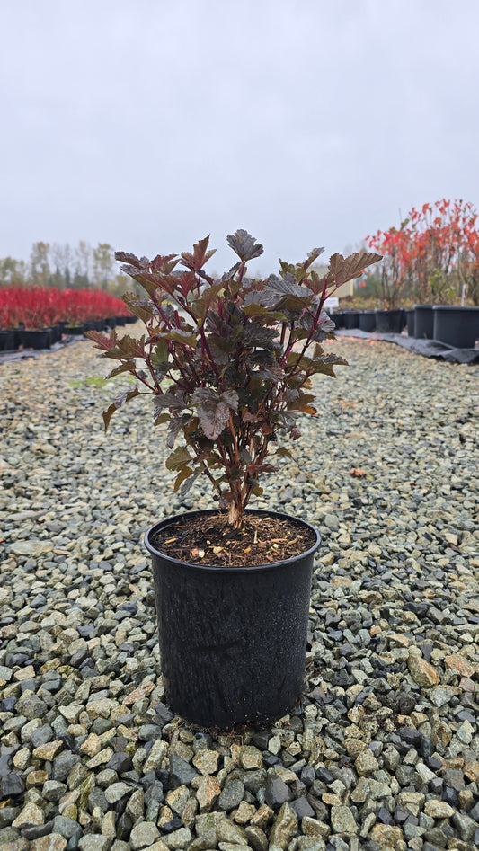 Physocarpus opulifolius 'Red Baron'