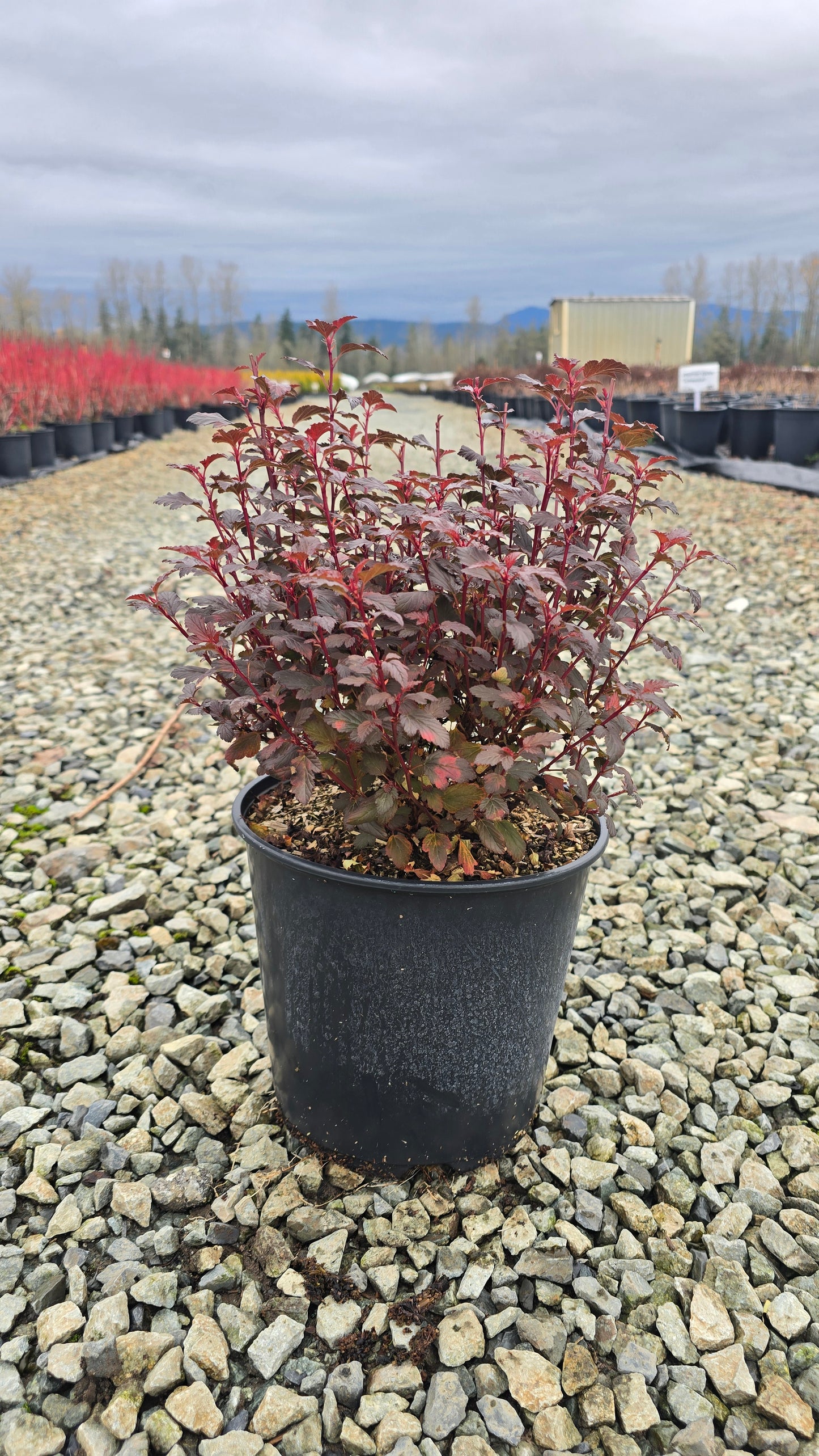 Physocarpus opulifolius Sweet Cherry Tea™ ('ZLEBic5') PP31235