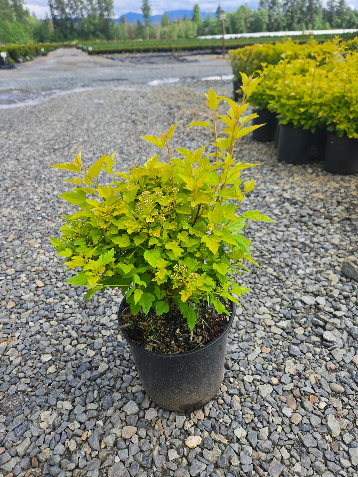 Physocarpus opulifolius Raspberry Lemonade™ ('ZLEYel2')