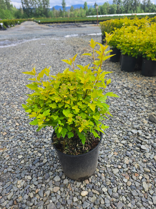 Physocarpus opulifolius Raspberry Lemonade™ ('ZLEYel2')