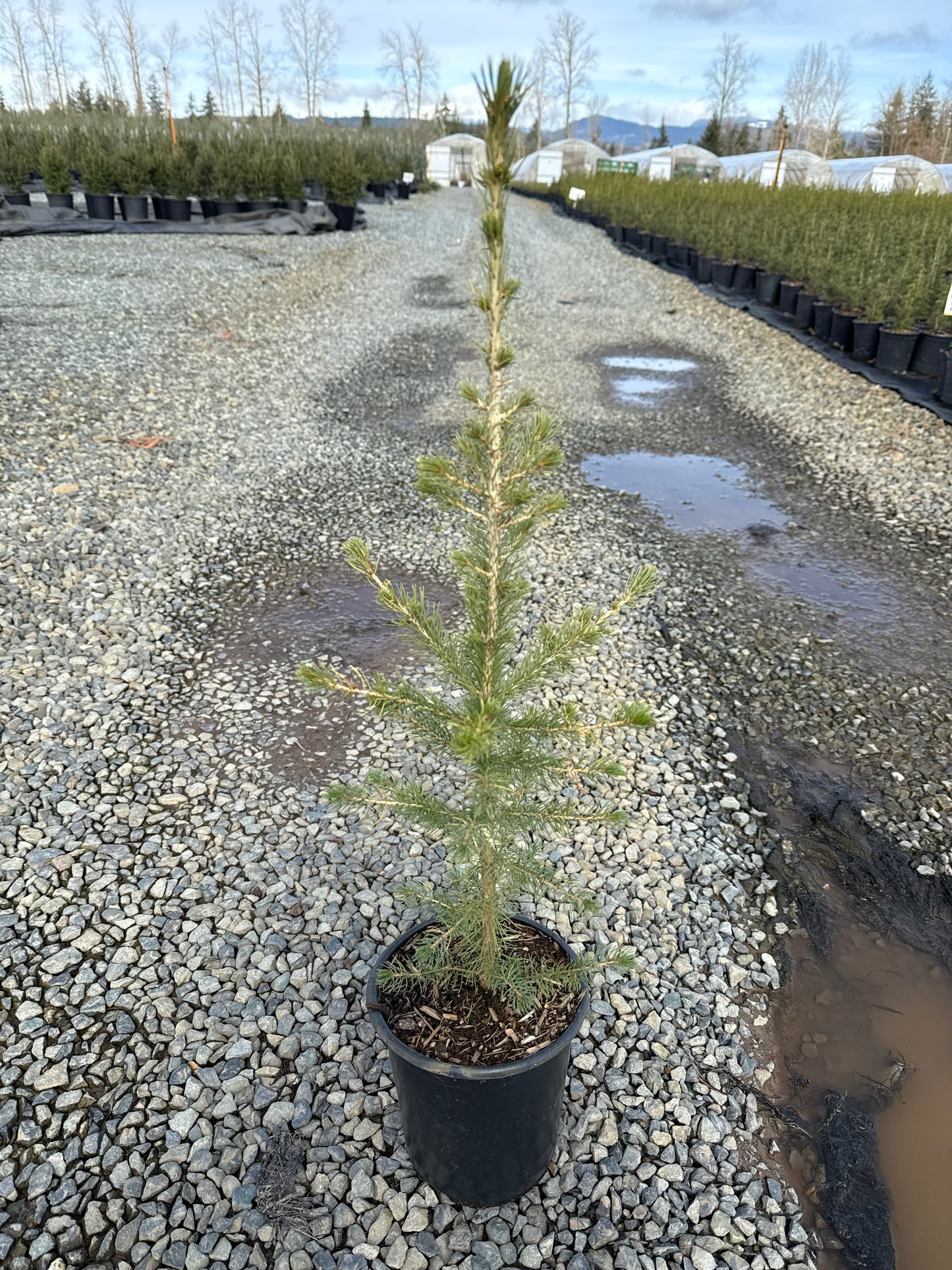 Picea glauca