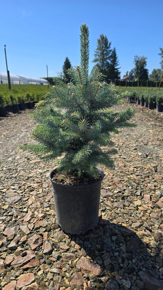 Picea pungens 'Baby Blue’