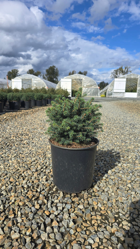 Picea omorika 'Karel'