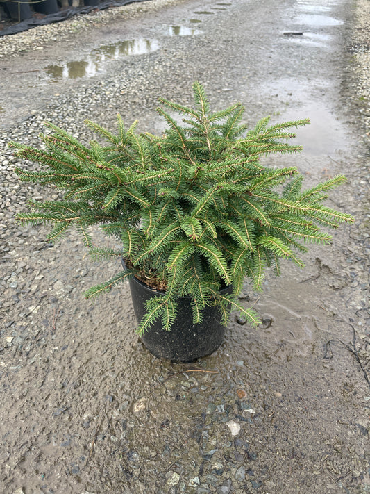 Picea abies 'Nidiformis'