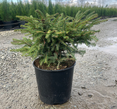 Bird's Nest Spruce