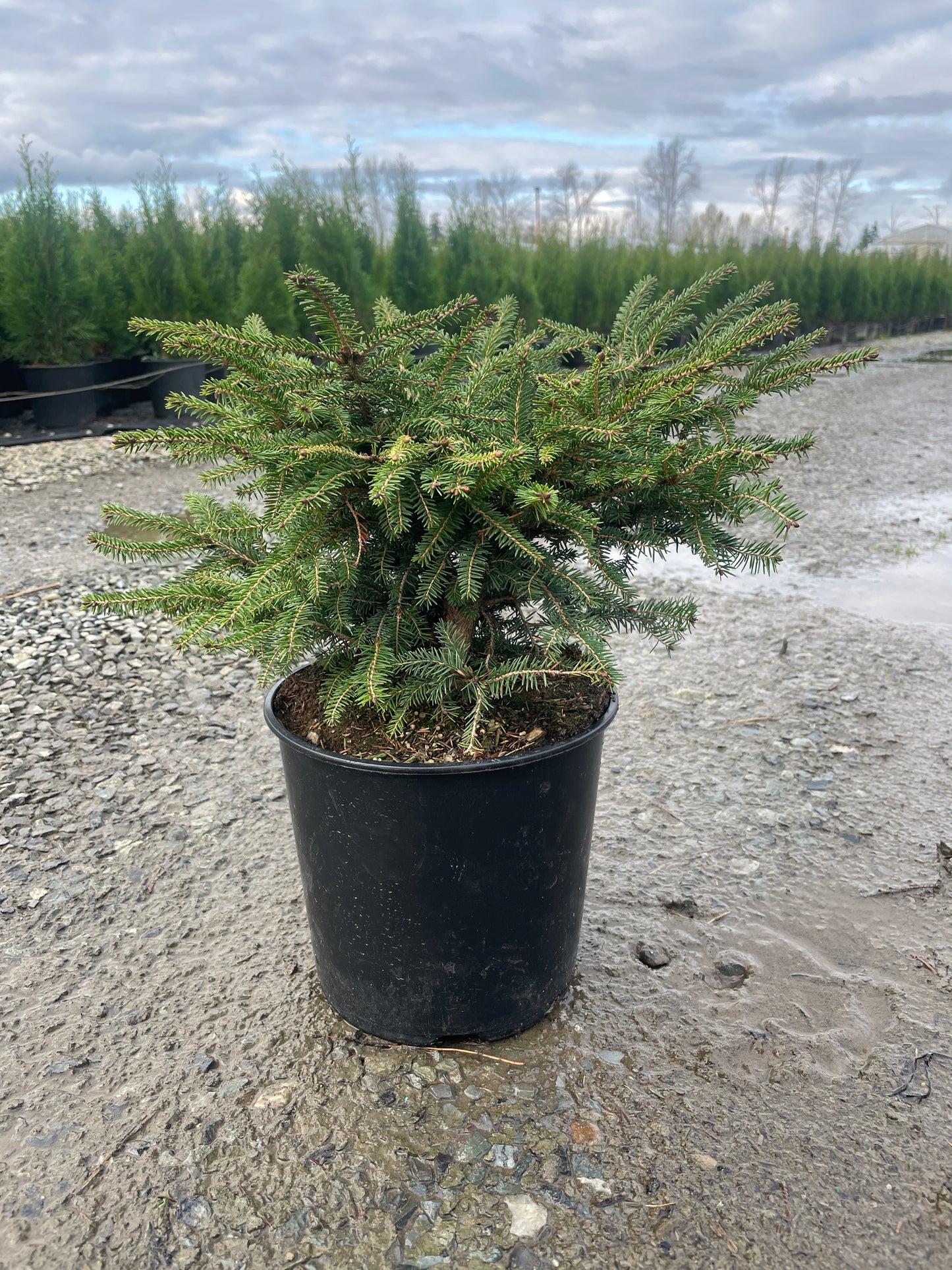 Picea abies 'Nidiformis'