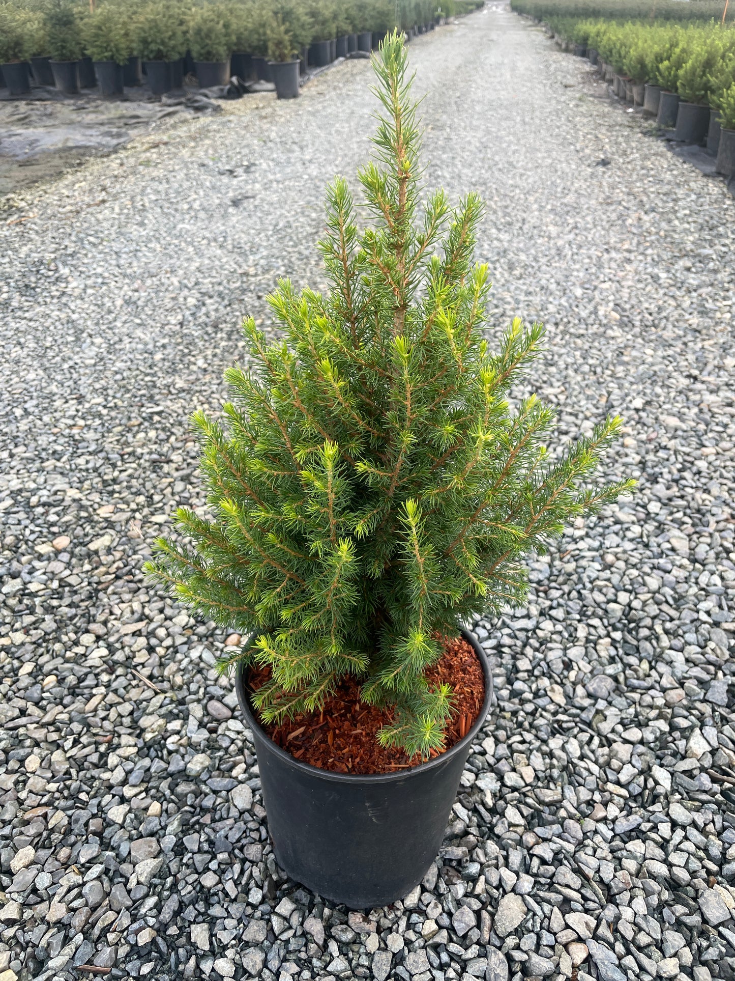 Picea glauca 'Spruce it Up' (Dwarf Alberta Spruce Variant)