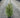 Norway Spruce