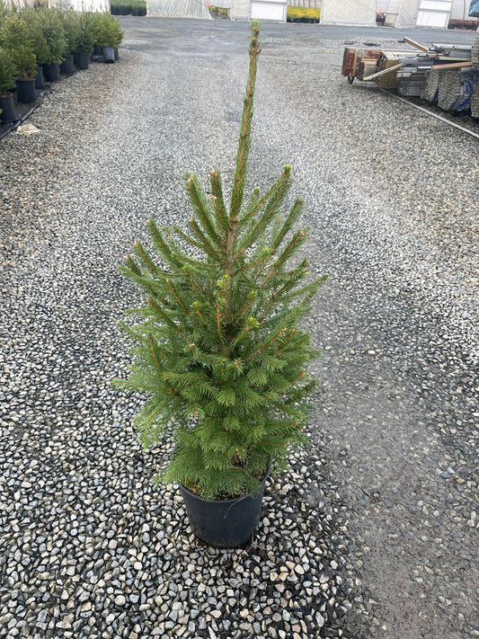 Picea abies