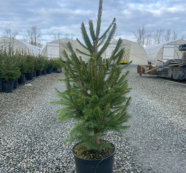 Norway Spruce