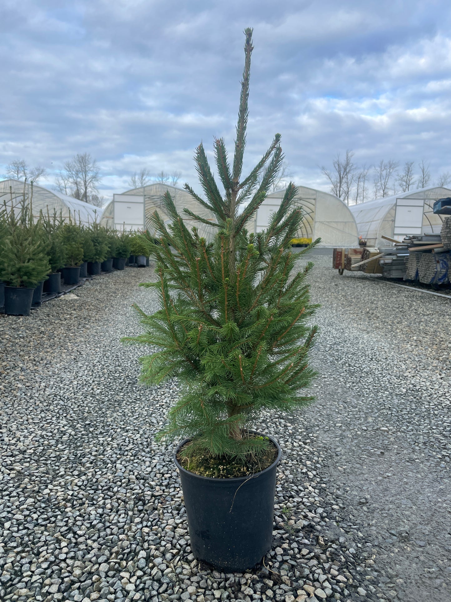 Picea abies