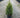 White Spruce
