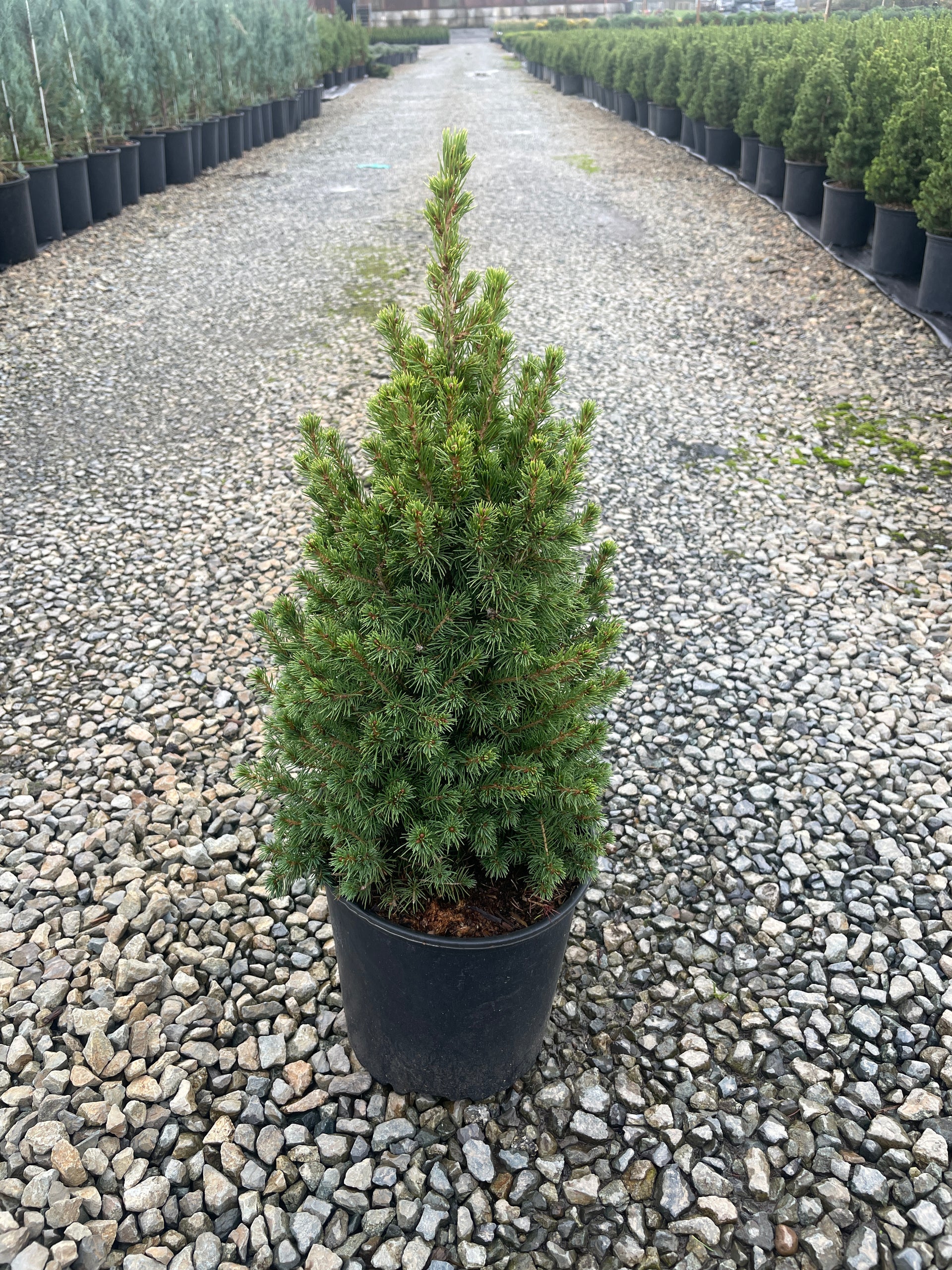 White Spruce – Native Cold-Hardy Conifer for Sale – GetPlantsOnline