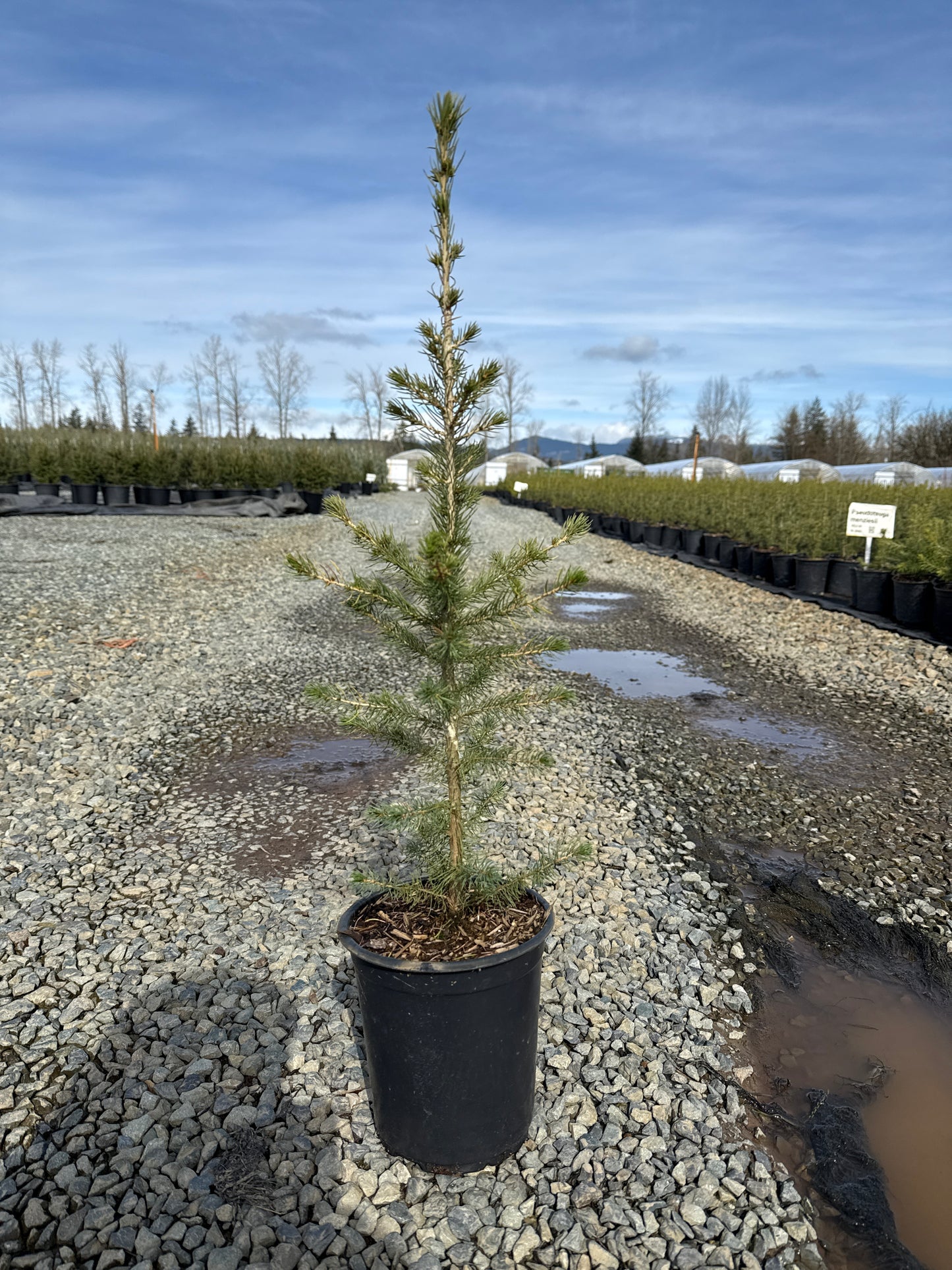 Picea glauca