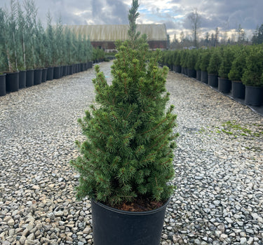 White Spruce