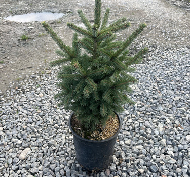 Black Hills Spruce