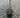 Colorado Blue Spruce