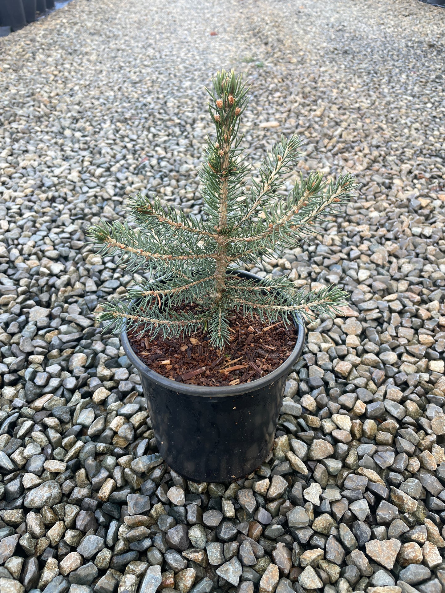 Picea pungens (Colorado Blue Spruce)