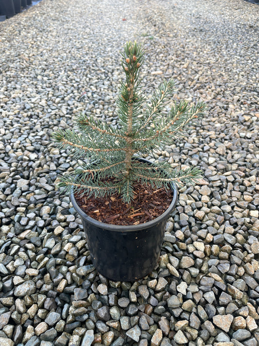 Picea pungens (Colorado Blue Spruce)