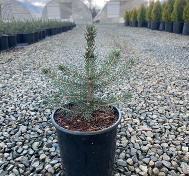 Colorado Blue Spruce