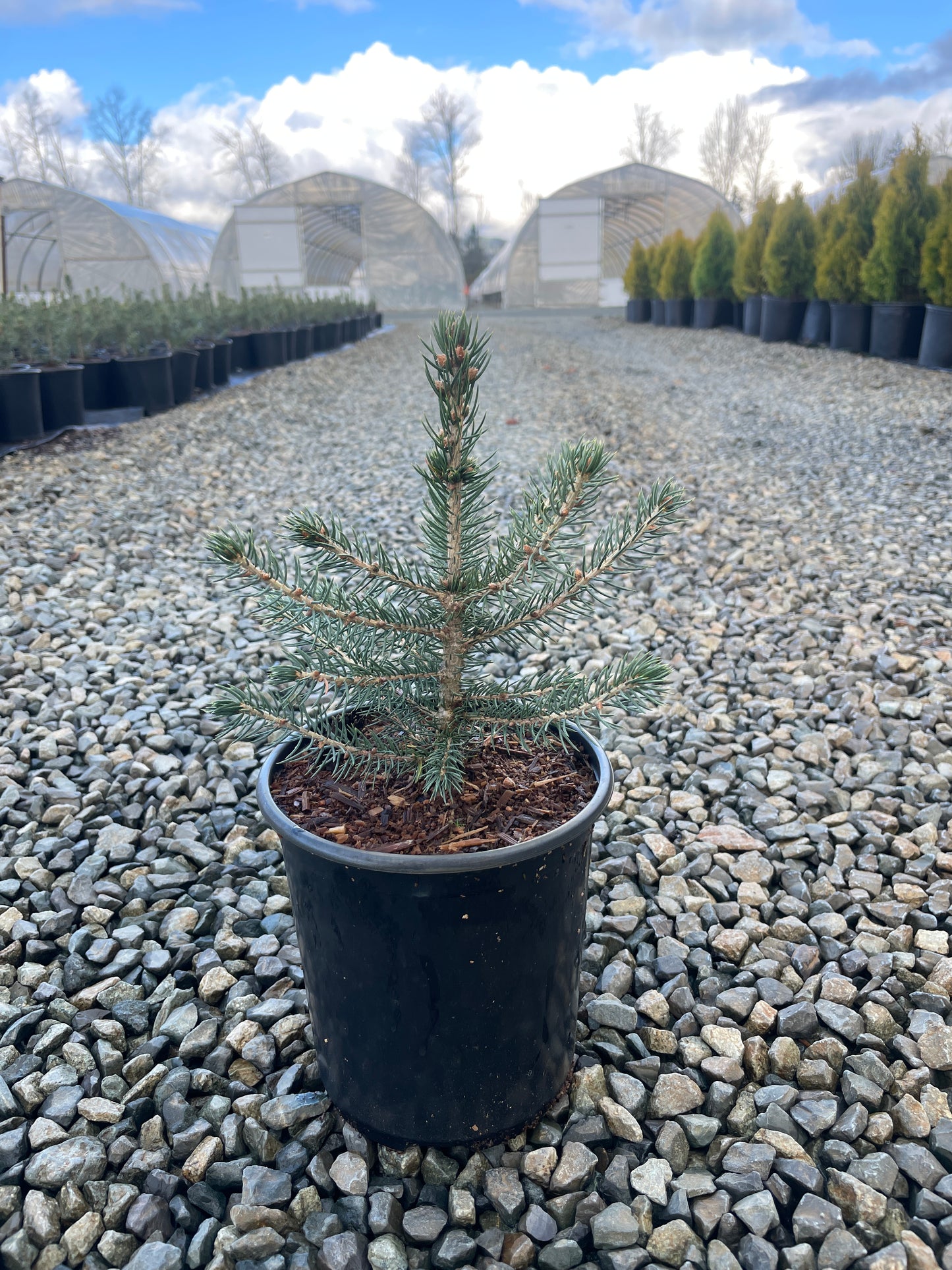 Picea pungens (Colorado Blue Spruce)