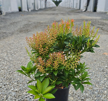 Cupido Pieris