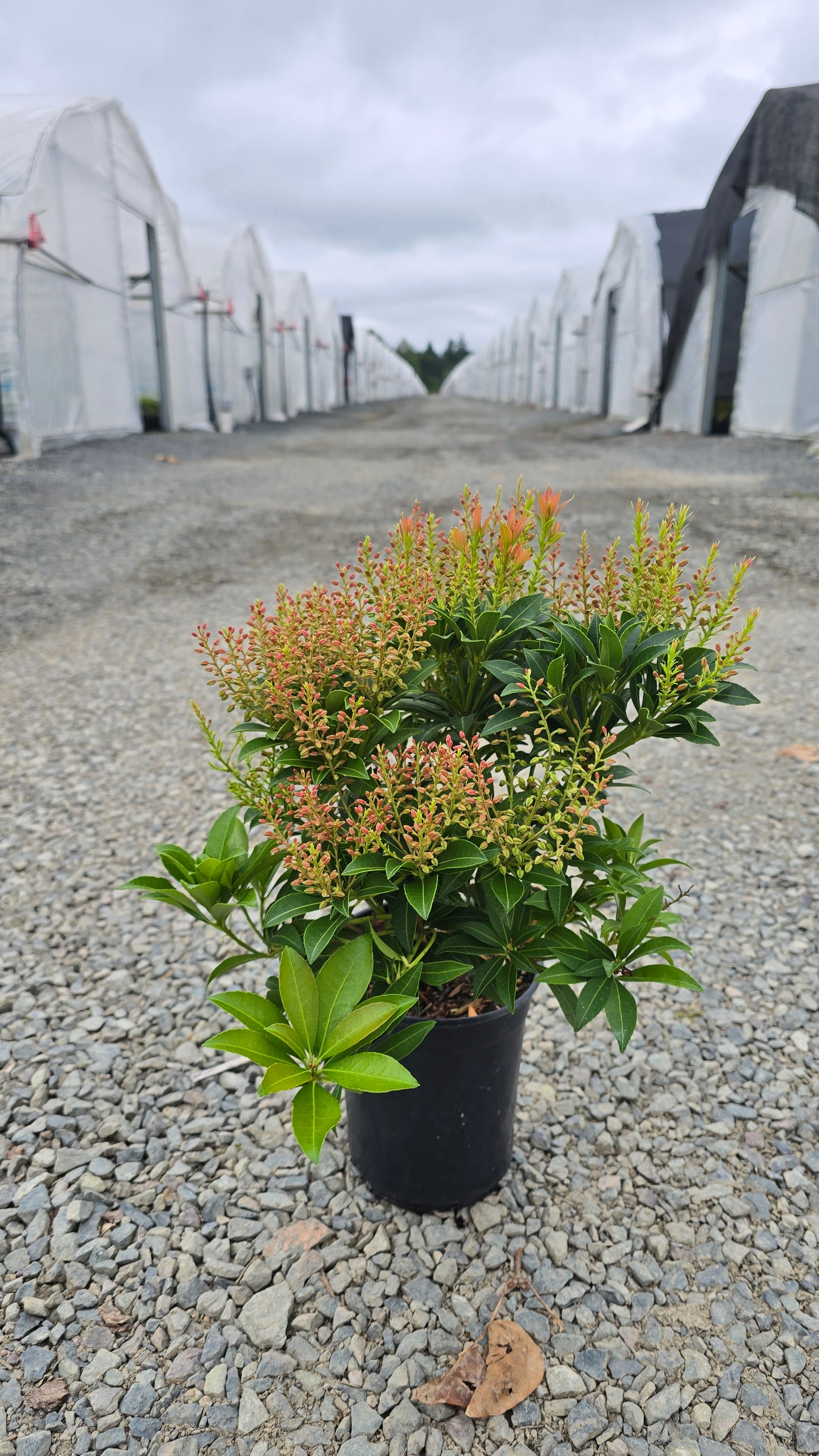 Pieris japonica 'Cupido'