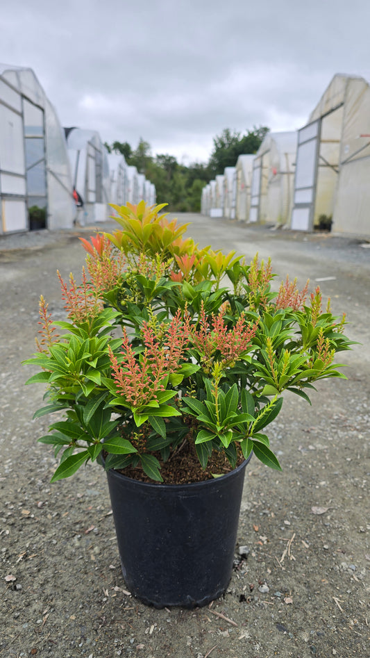 Pieris japonica 'Cupido'
