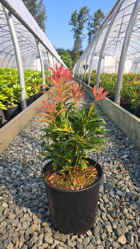 Pieris hybrid 'Forest Flame'