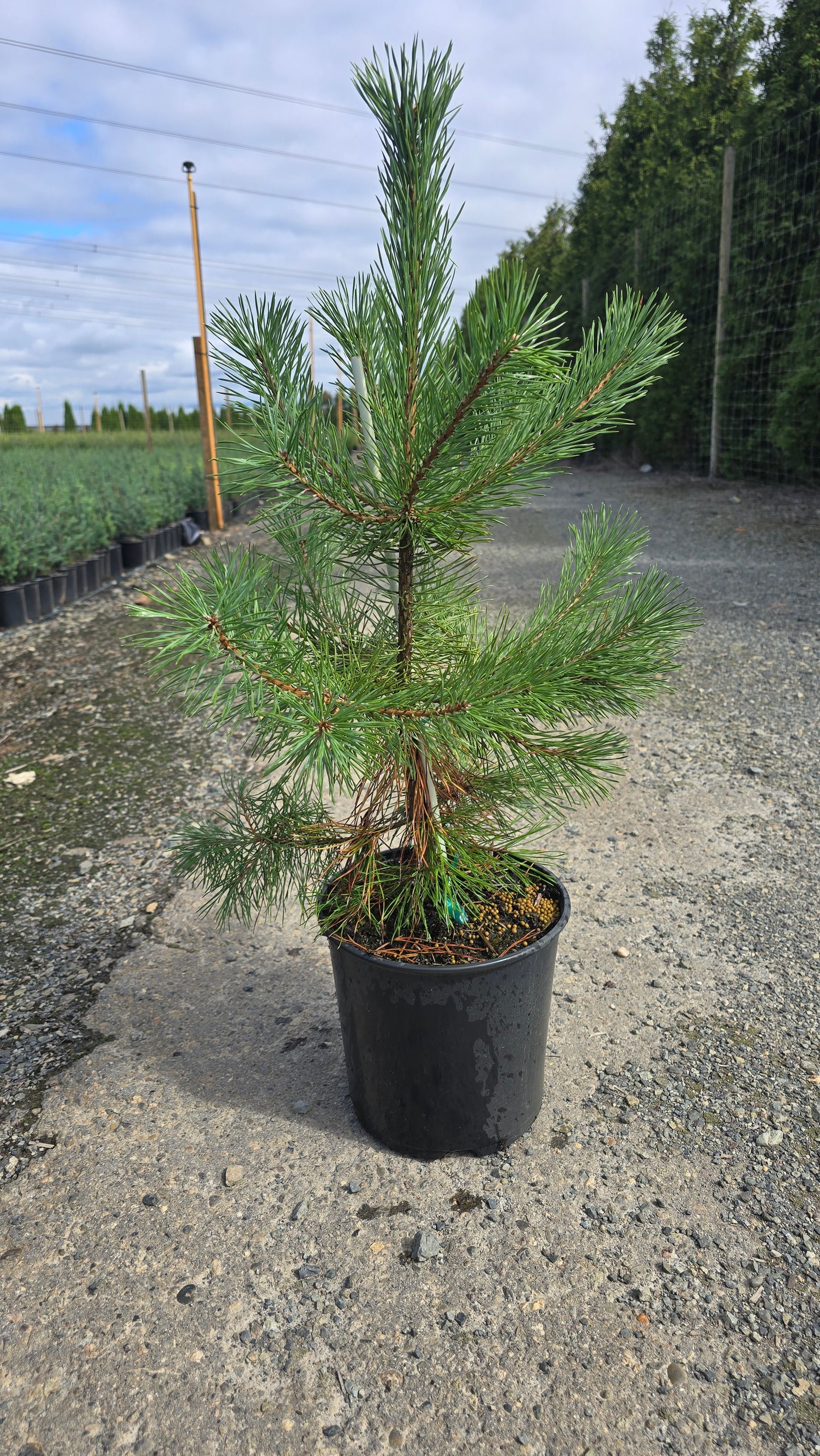 Pinus sylvestris