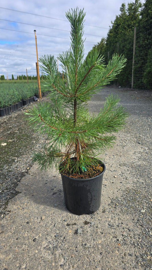 Pinus sylvestris