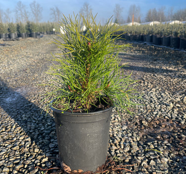 Mountain Pine