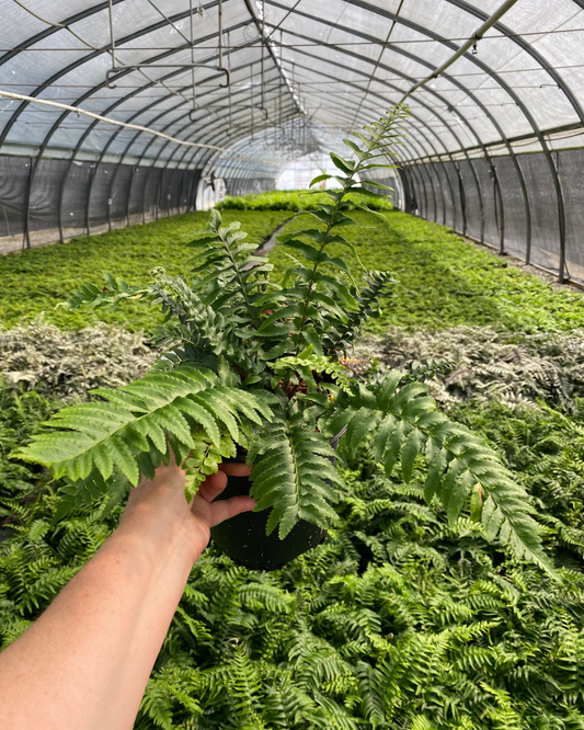 Fern - Polystichum acrostichoides (Christmas Fern)