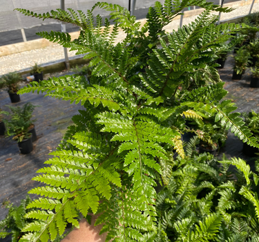 Tassel Fern