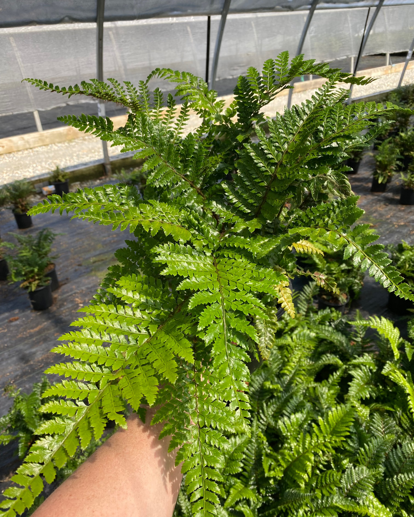 Fern - Polystichum polyblepharum (Tassel Fern)